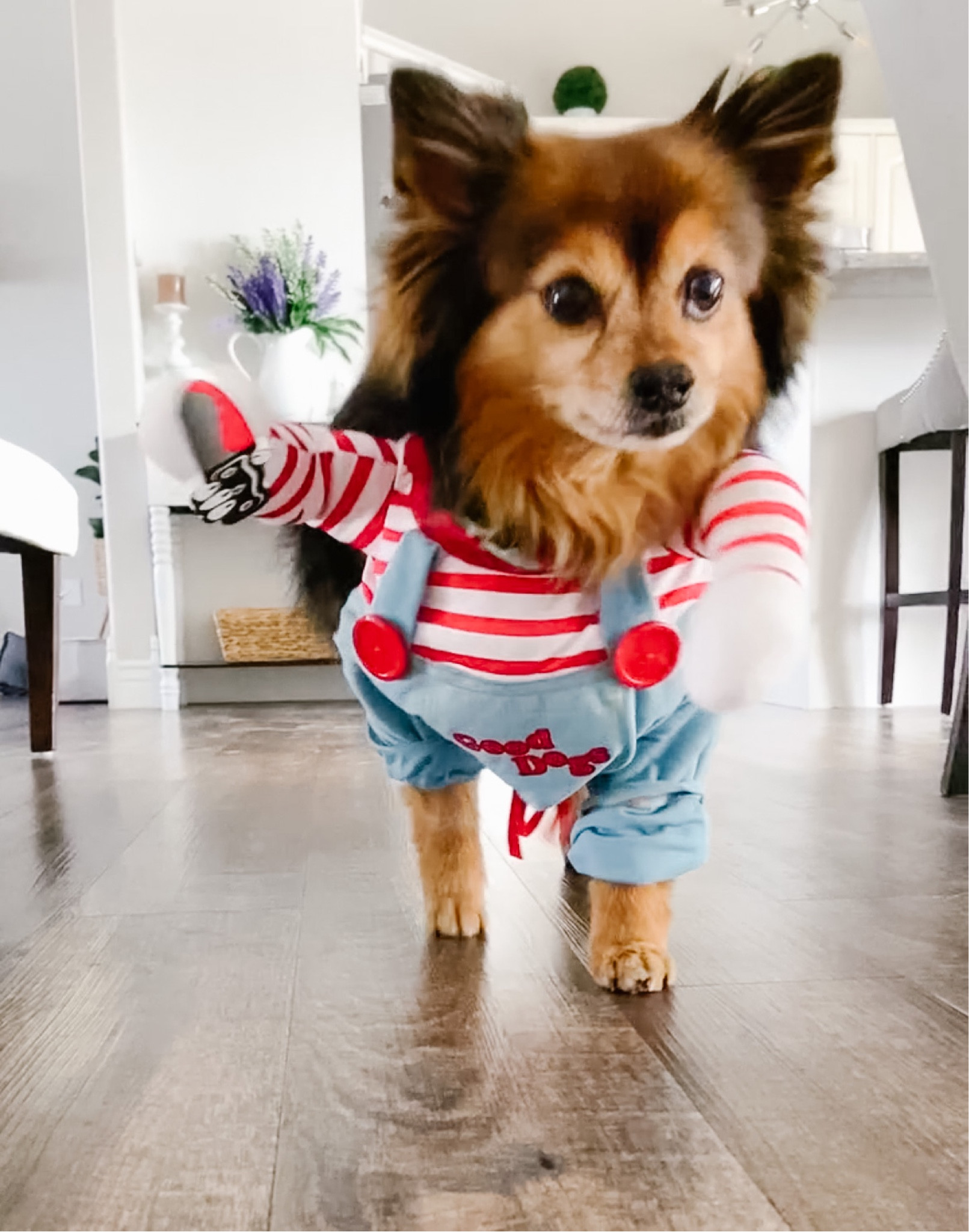 Deadly doll Dog Costumes scary dog … curated on LTK